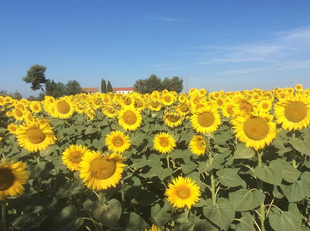 Podere Girasoli Piombino 0*,  Italy